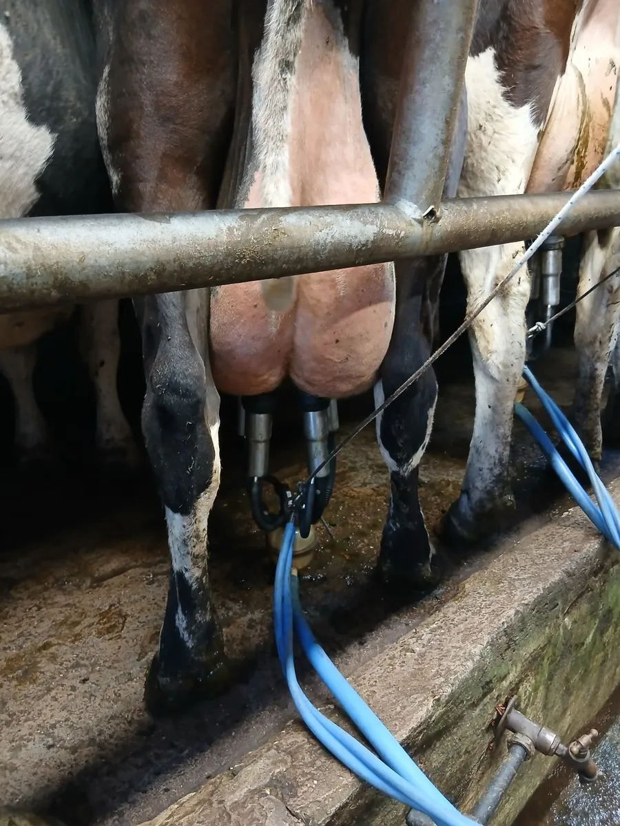 Fr cows - Image 2