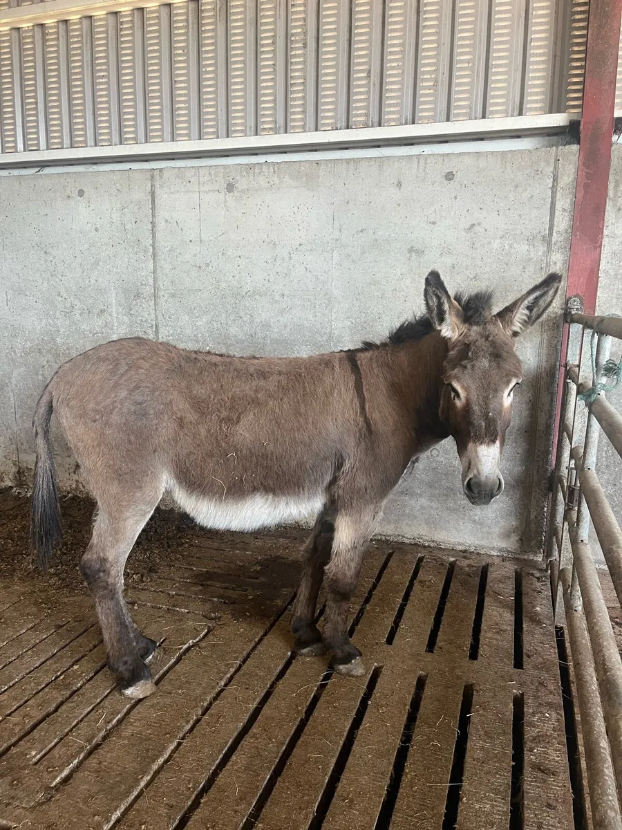 Donkey - Image 3