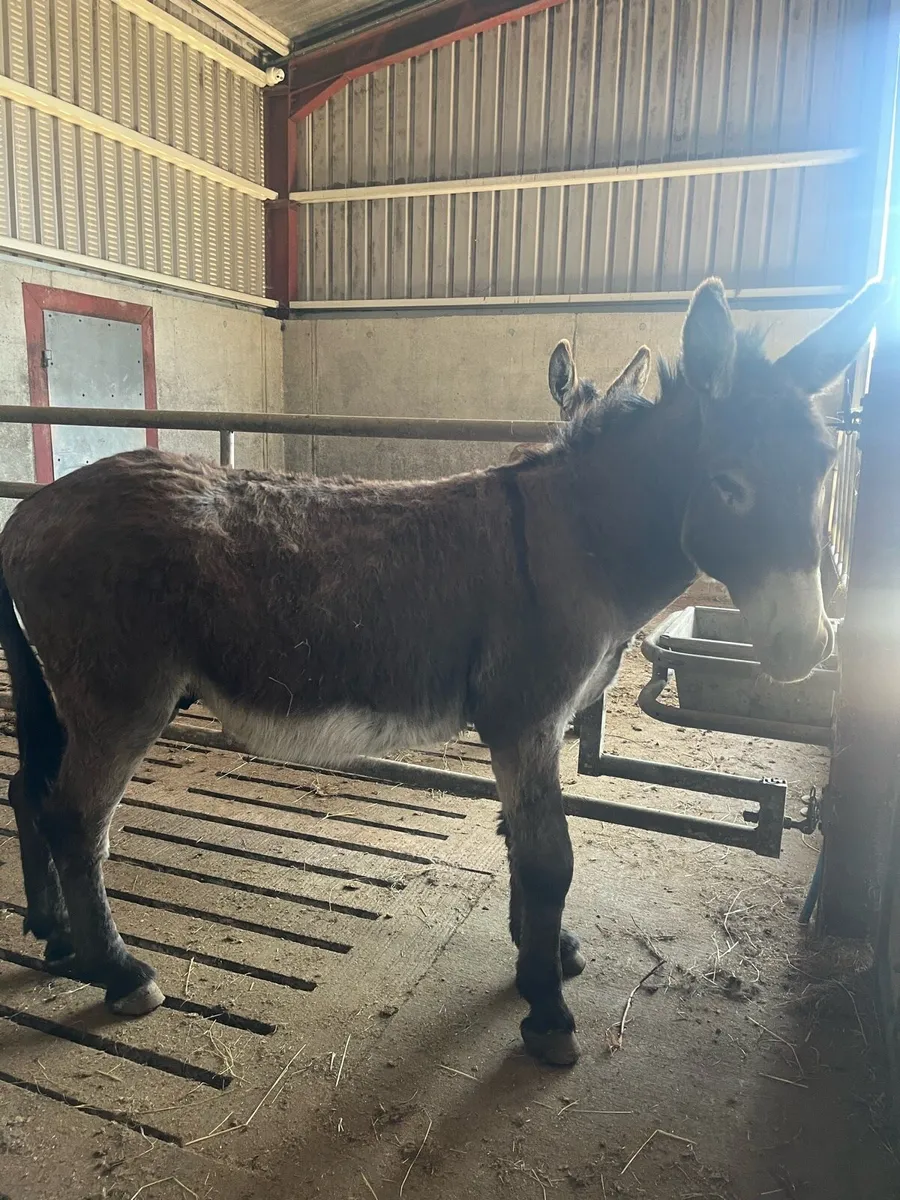Donkey - Image 4