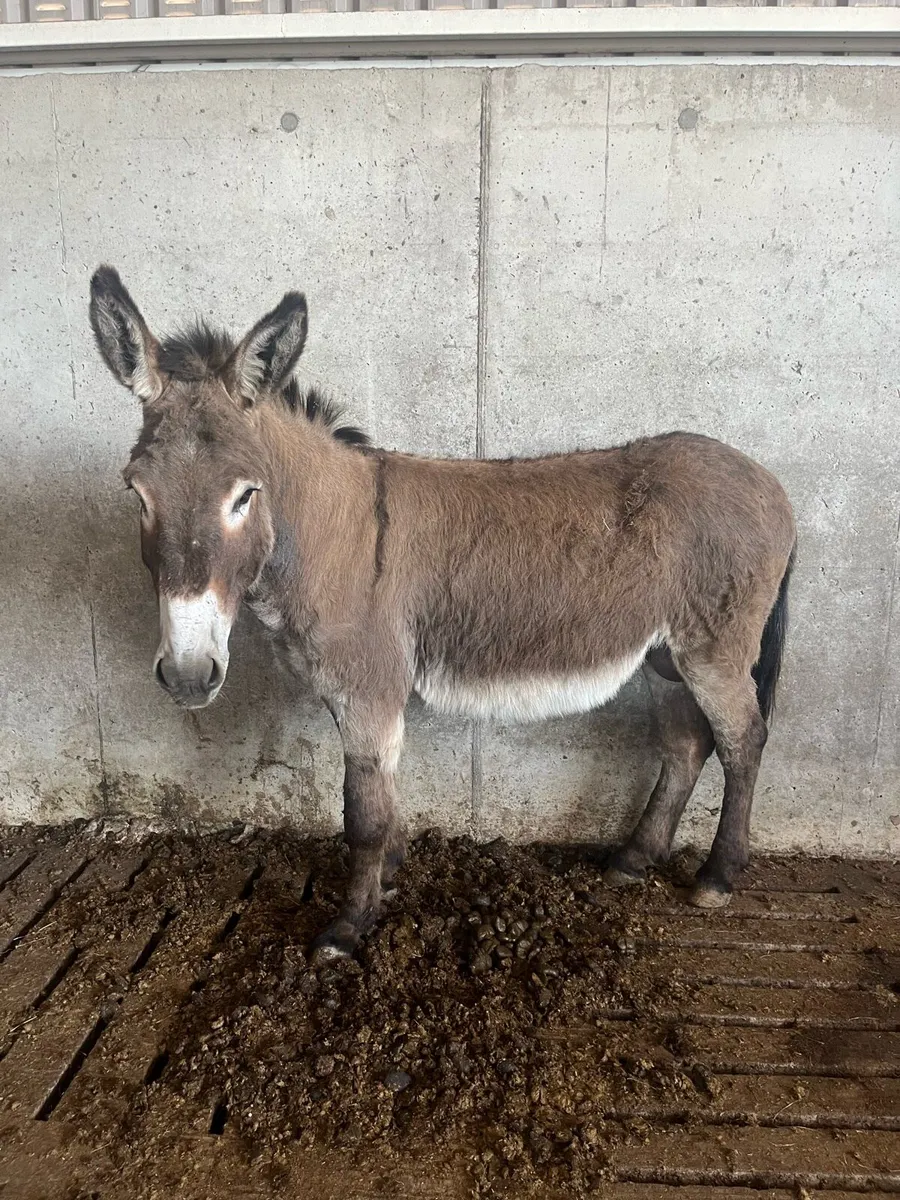 Donkey - Image 1