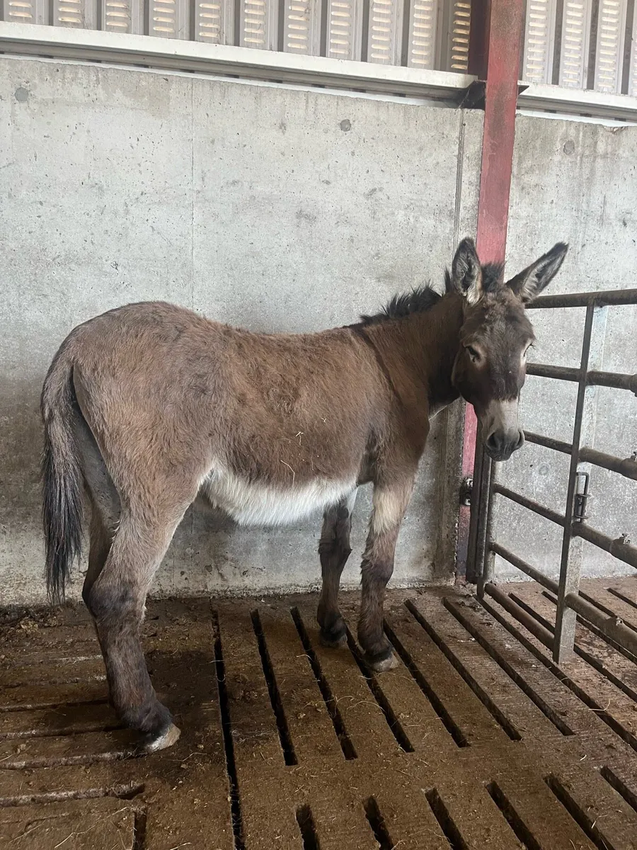 Donkey - Image 2