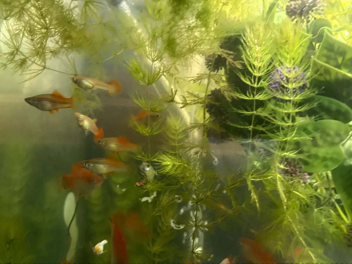Fish tank 200 lt Jewel - Image 2