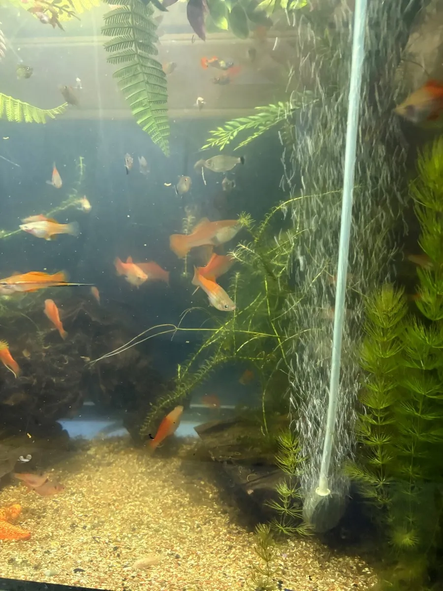 Fish tank 200 lt Jewel - Image 3