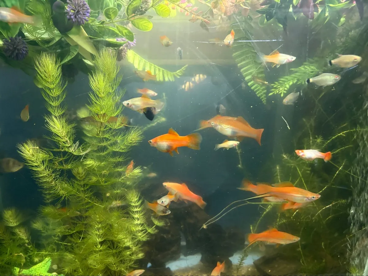 Fish tank 200 lt Jewel - Image 4
