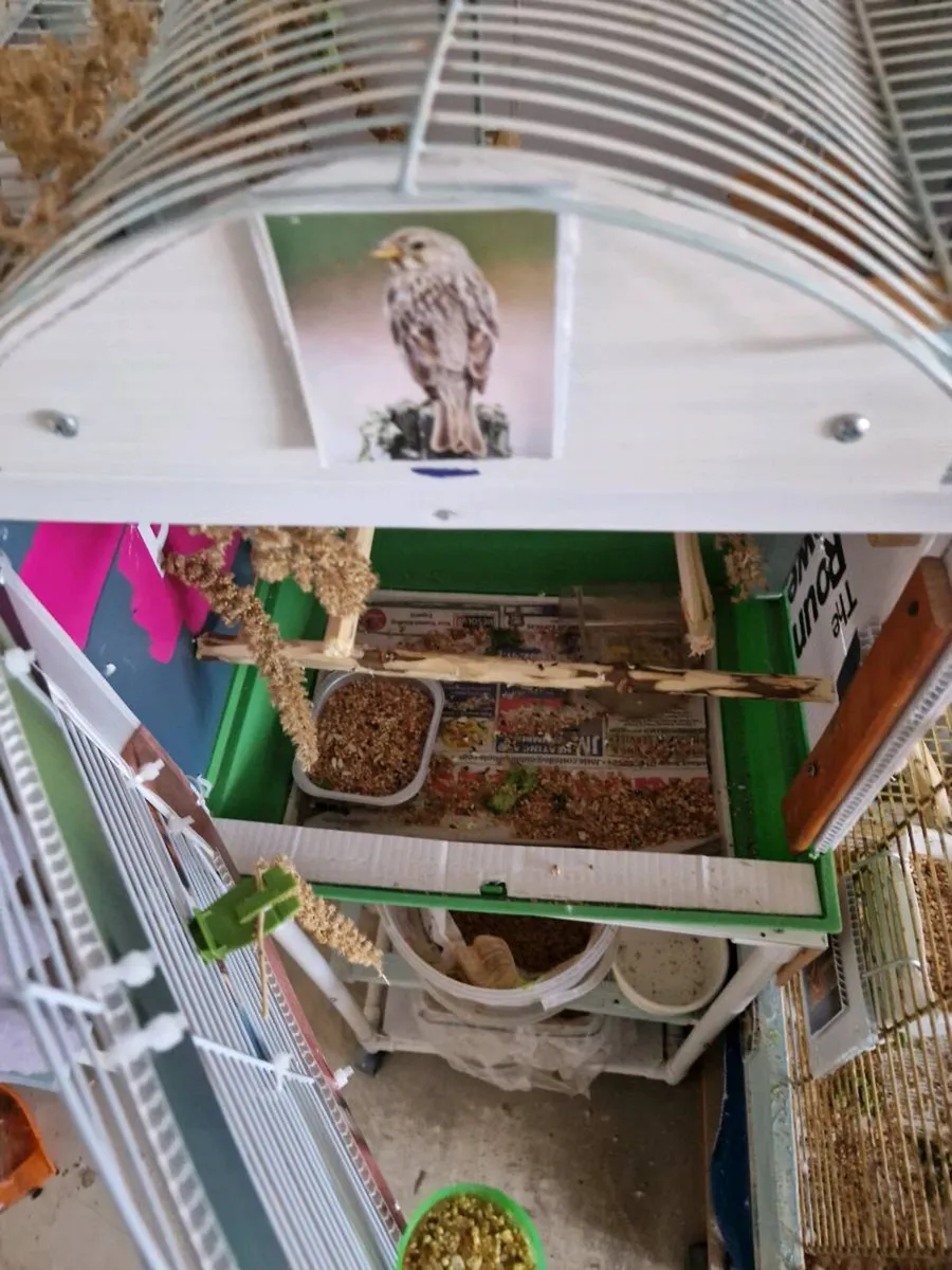 Bird .cage  .food nest box. - Image 4