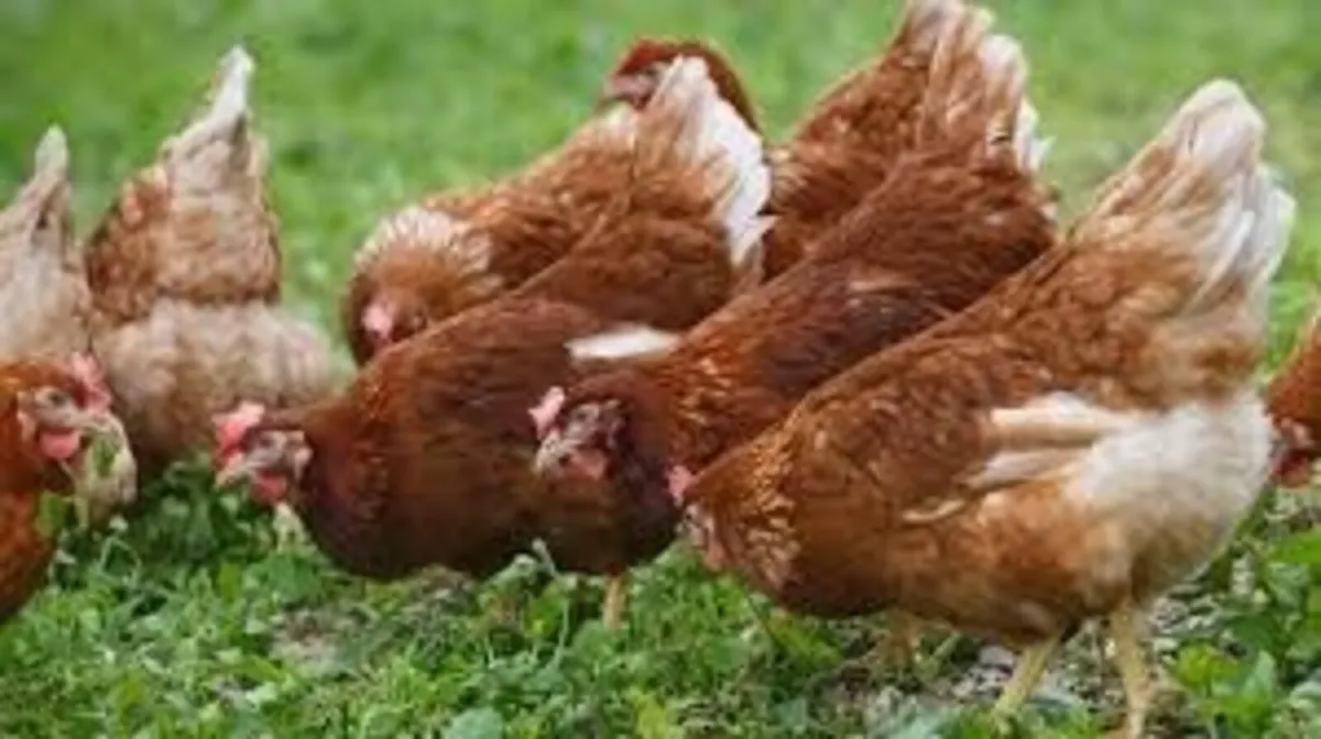 Free range hens