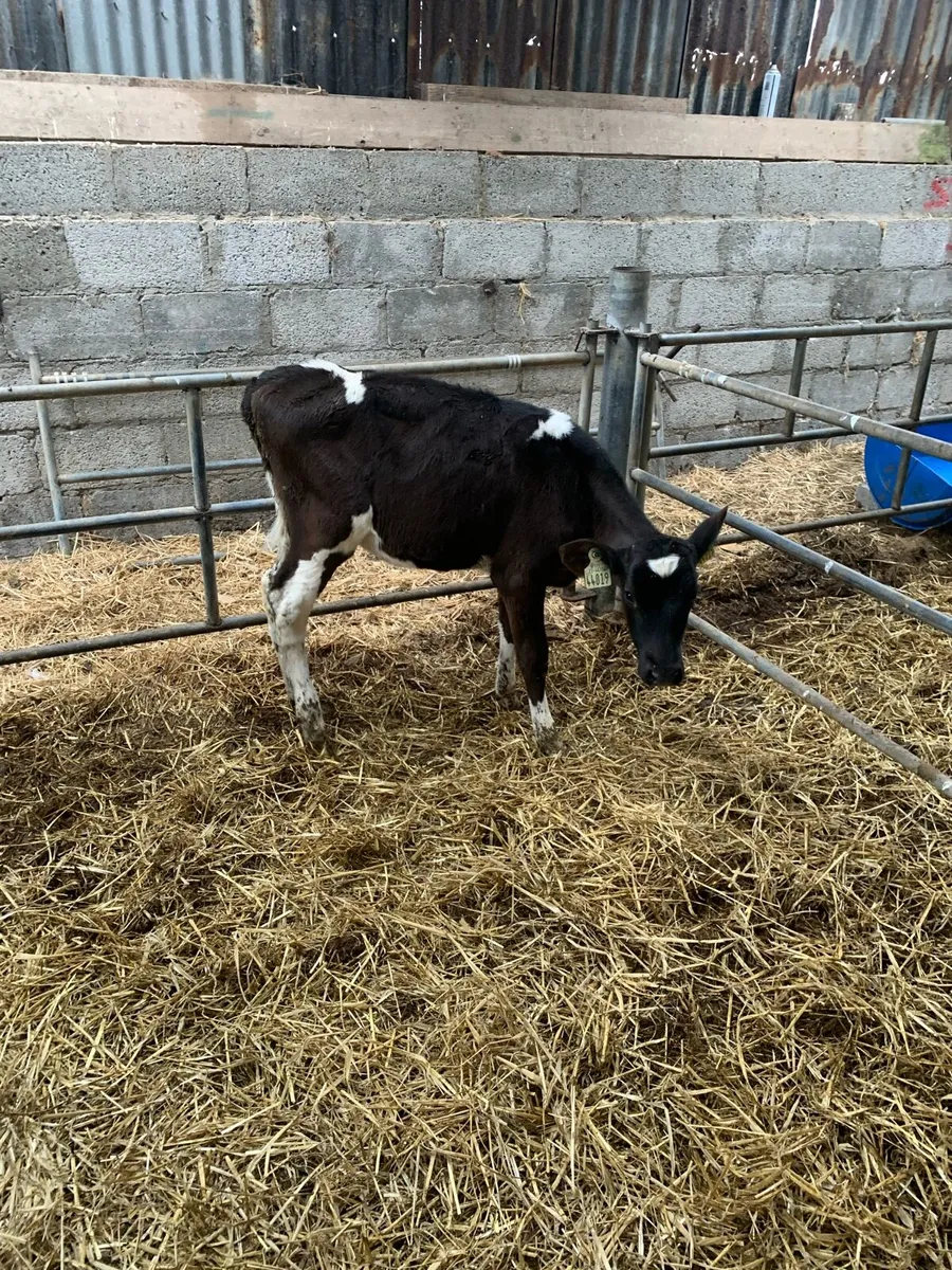 Heifer calves - Image 1