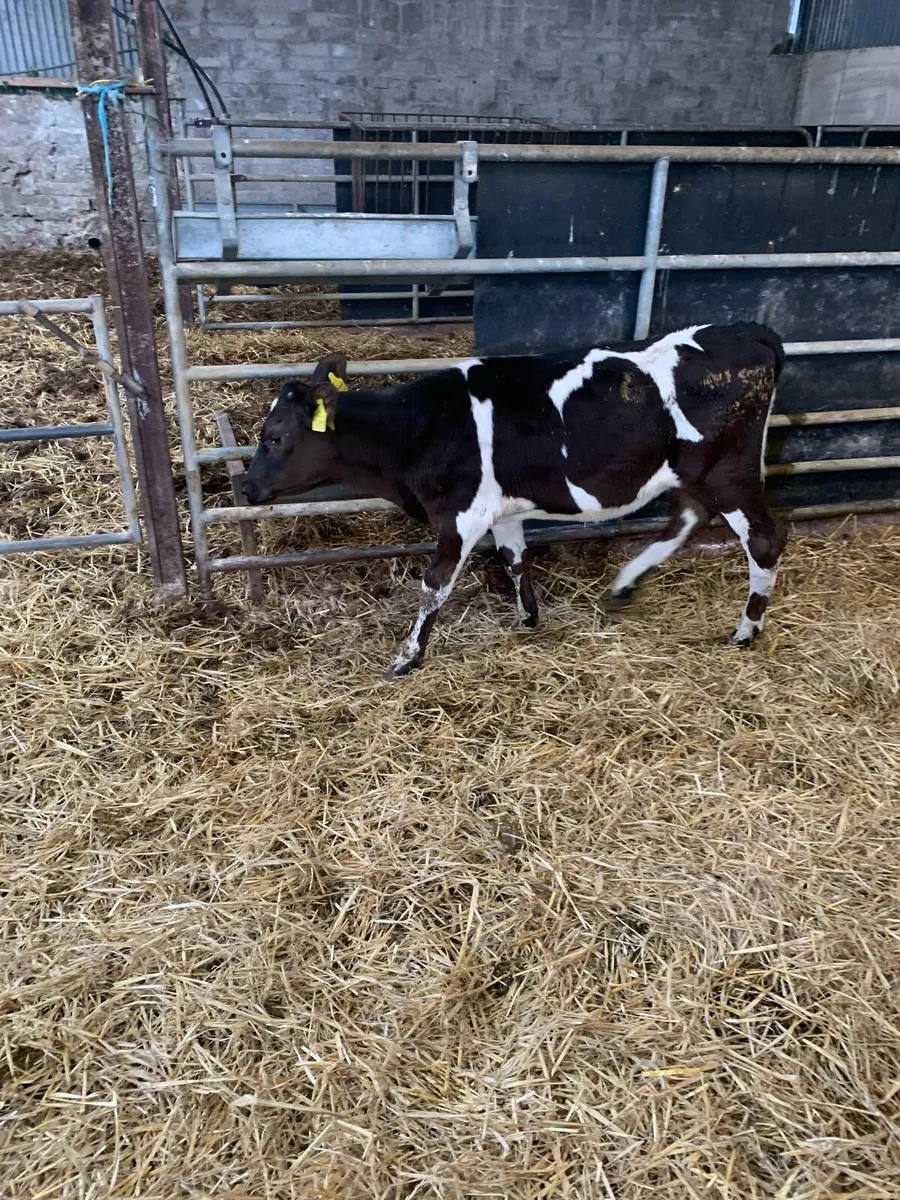 Heifer calves - Image 2