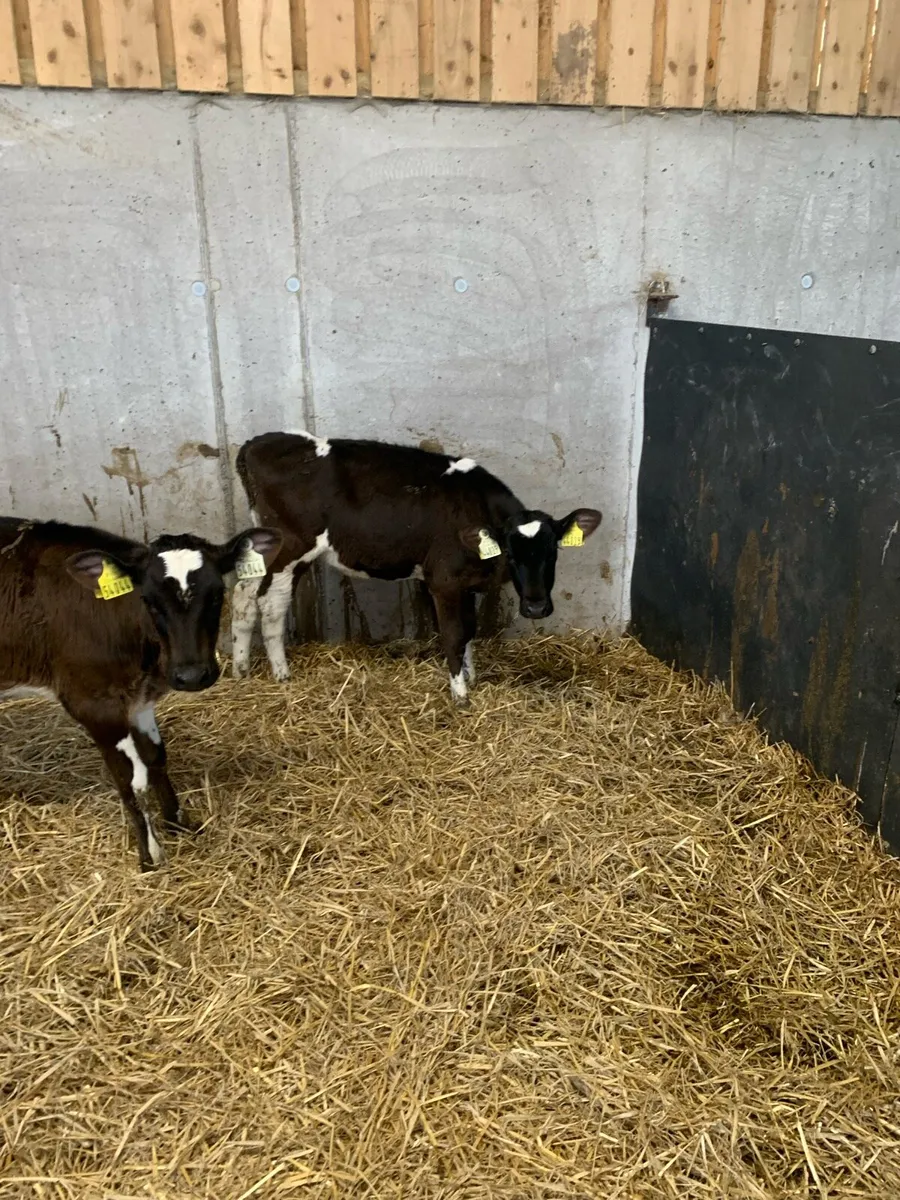 Heifer calves - Image 4