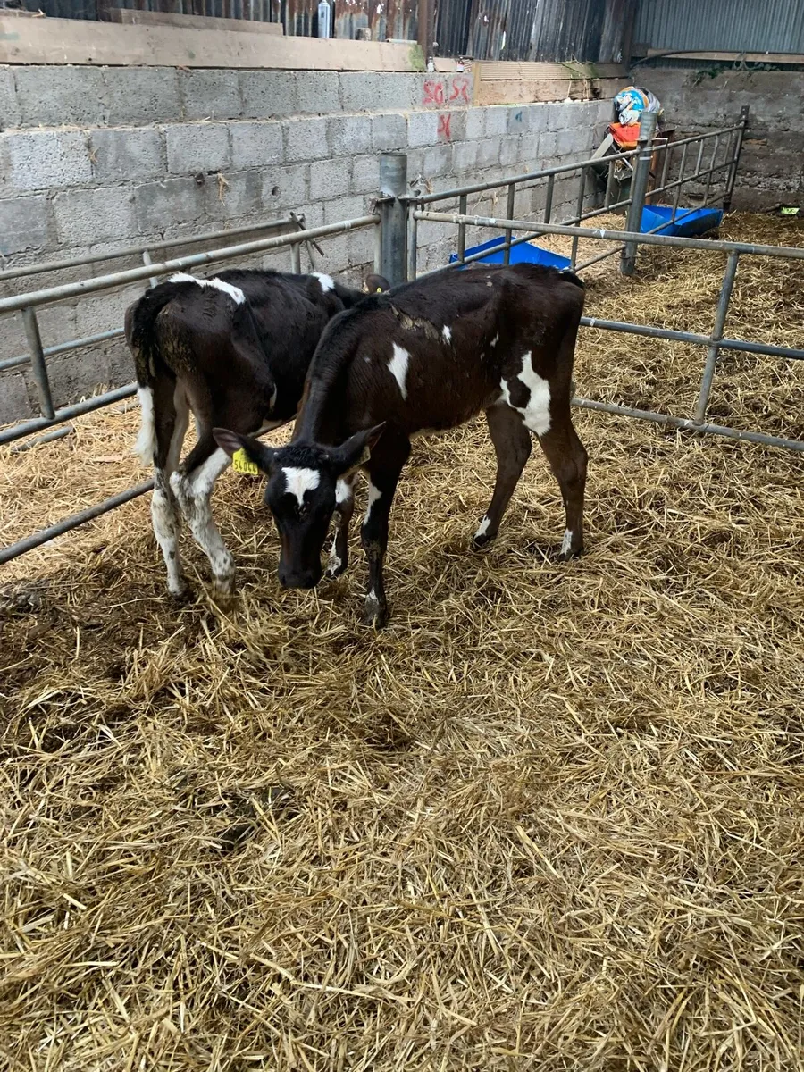 Heifer calves - Image 3