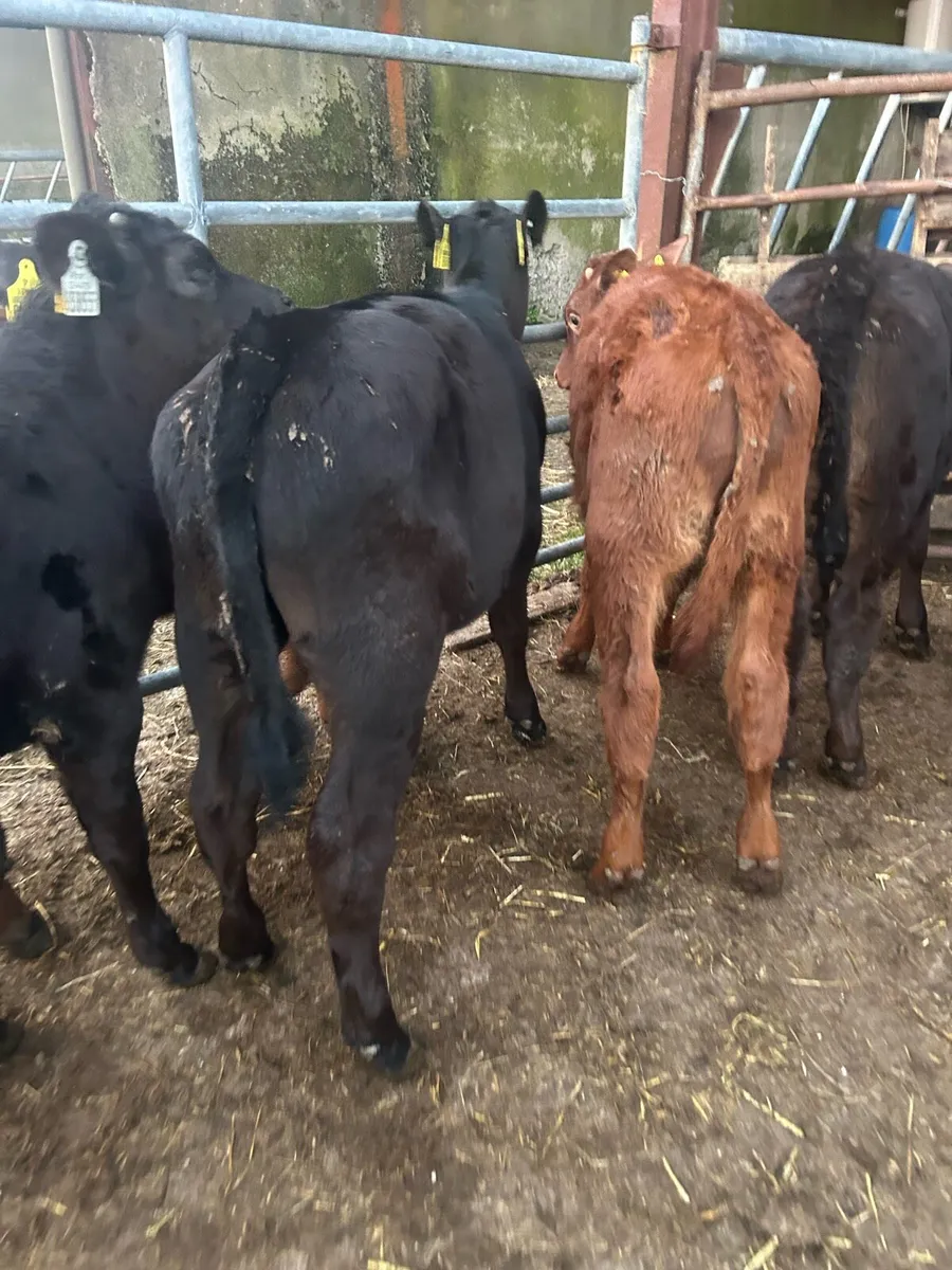 Reared Angus calves - Image 2