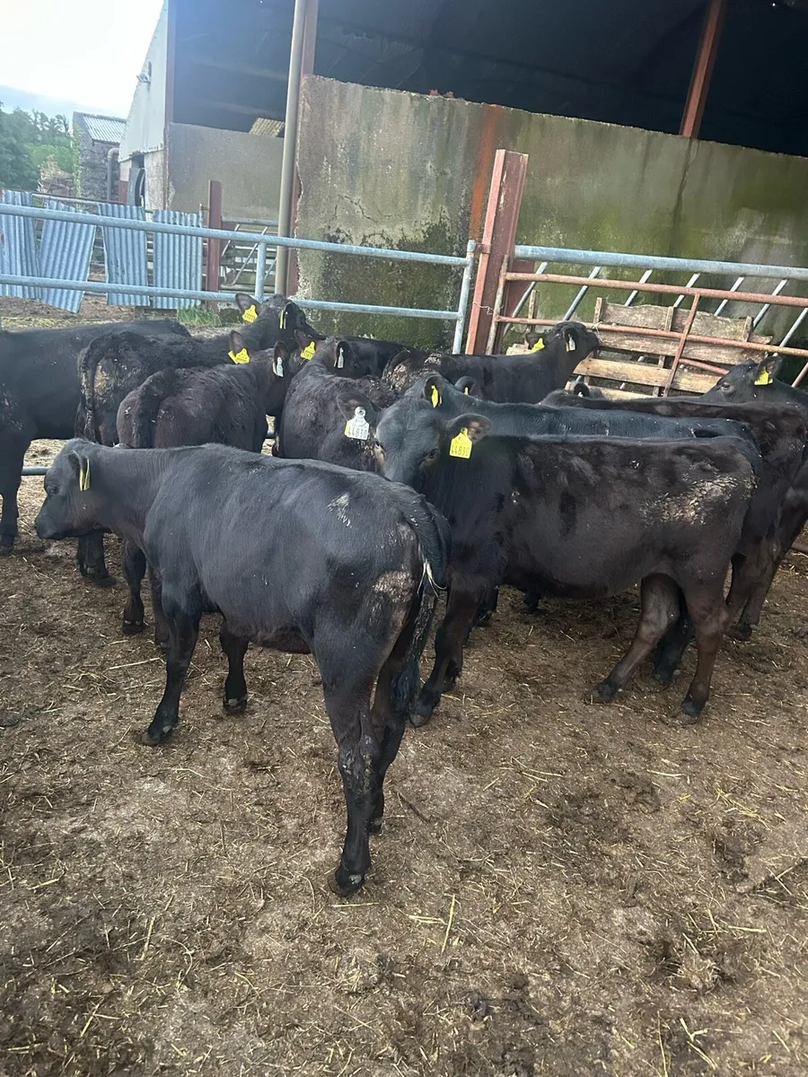 Reared Angus calves - Image 3