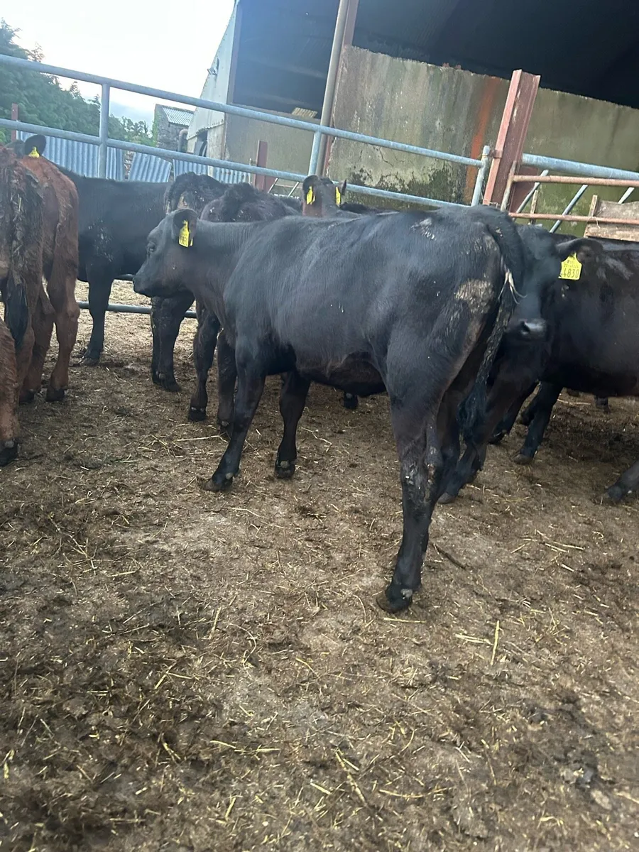 Reared Angus calves - Image 4