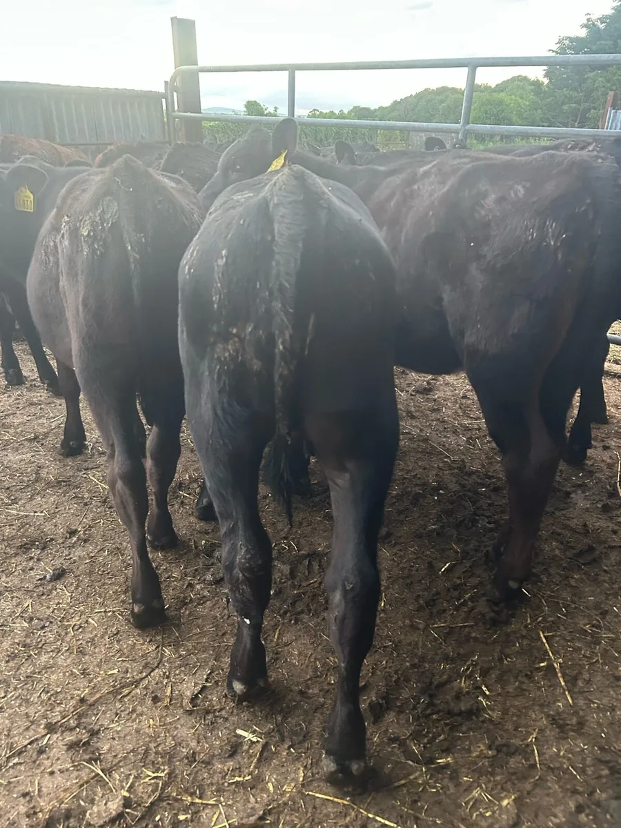 Reared Angus calves - Image 1