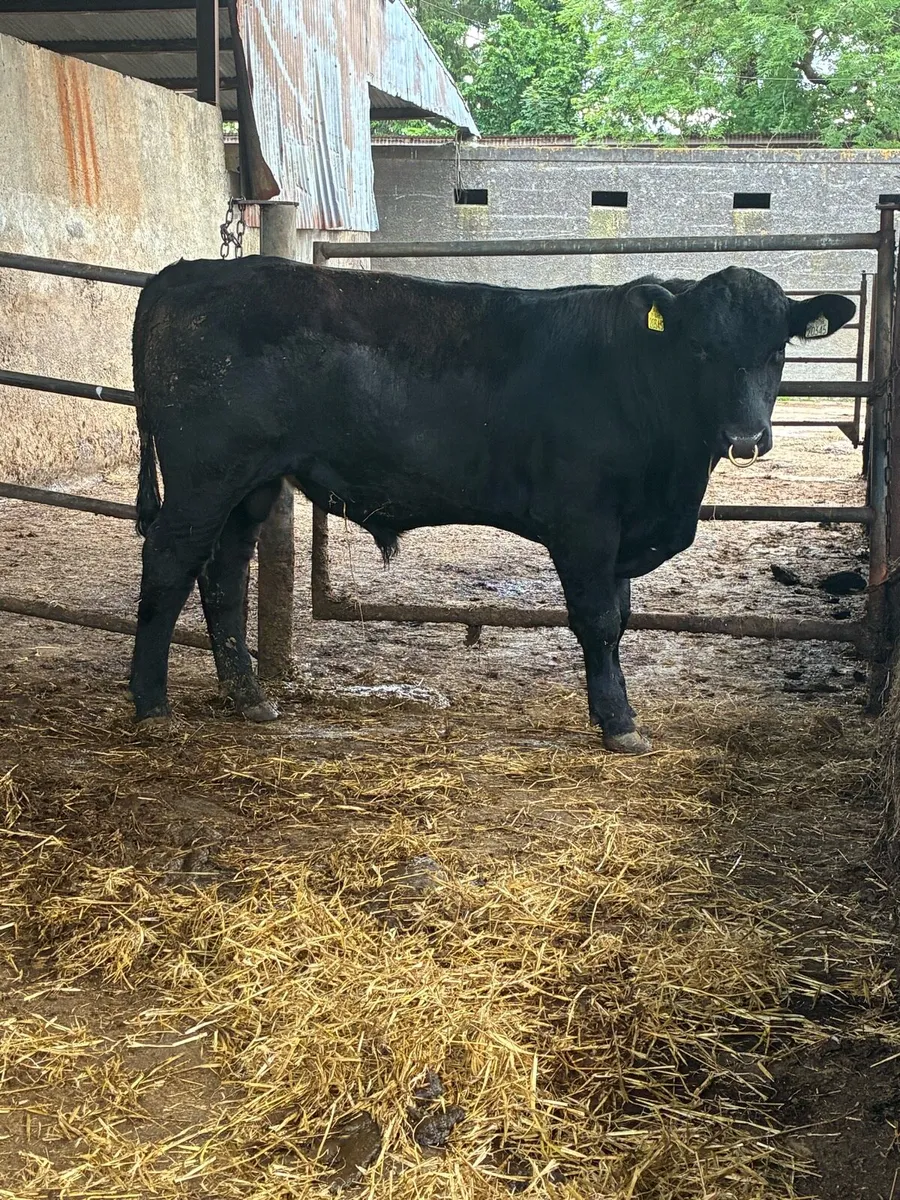Pedigree Angus Bull