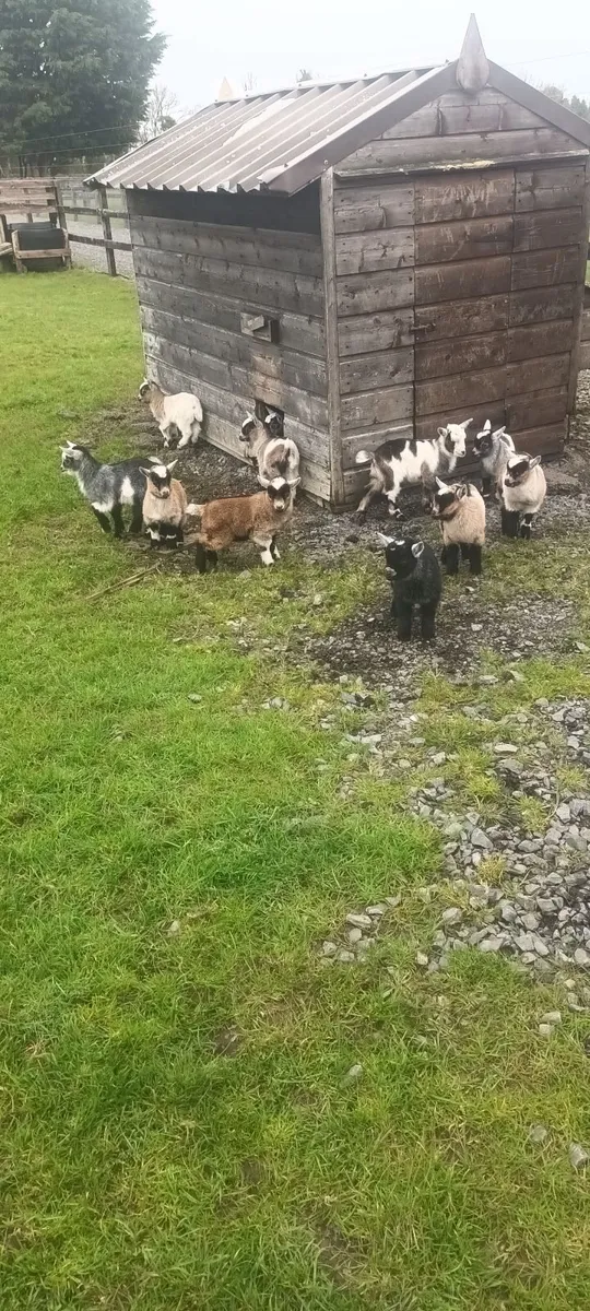 Pygmy goats - Image 2