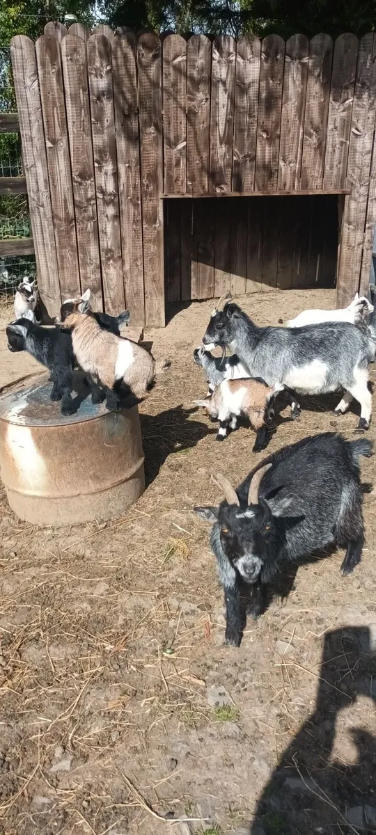 Pygmy goats - Image 1