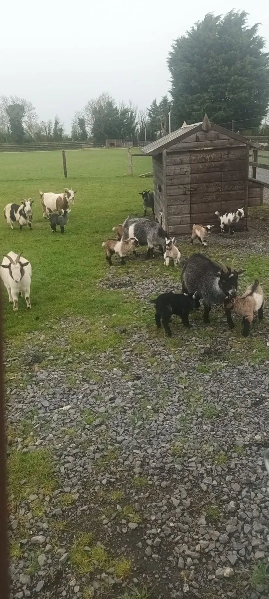 Pygmy goats - Image 4