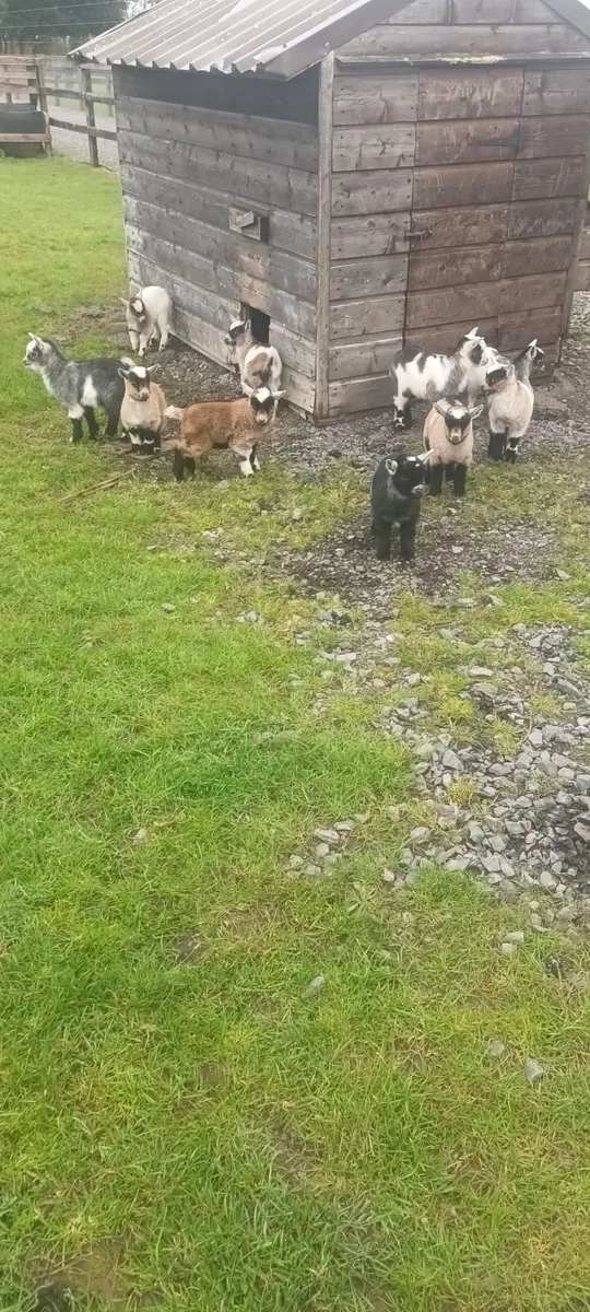 Pygmy goats - Image 3