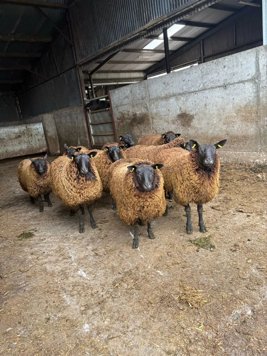 10 Dutch spotted x ewe hoggets - Image 1