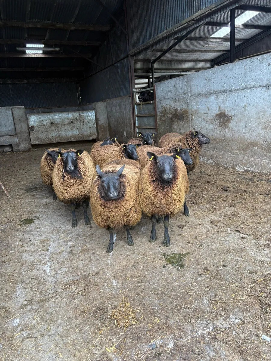 10 Dutch spotted x ewe hoggets - Image 2