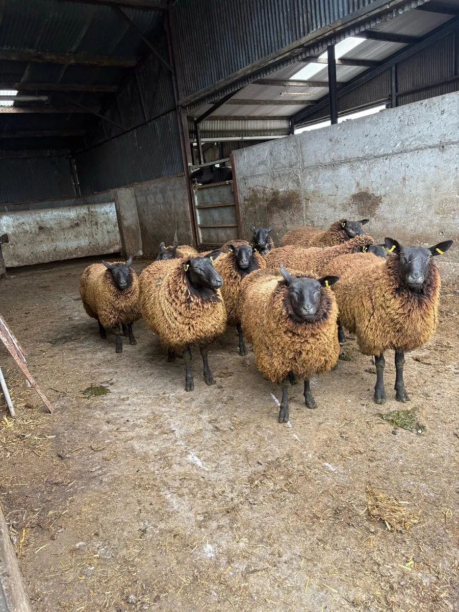 10 Dutch spotted x ewe hoggets - Image 3