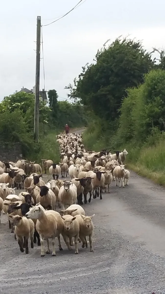 Sheep - Image 1