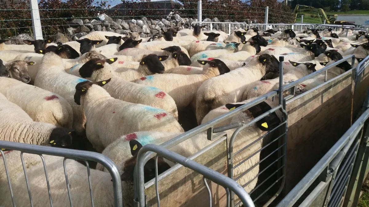 Sheep - Image 2