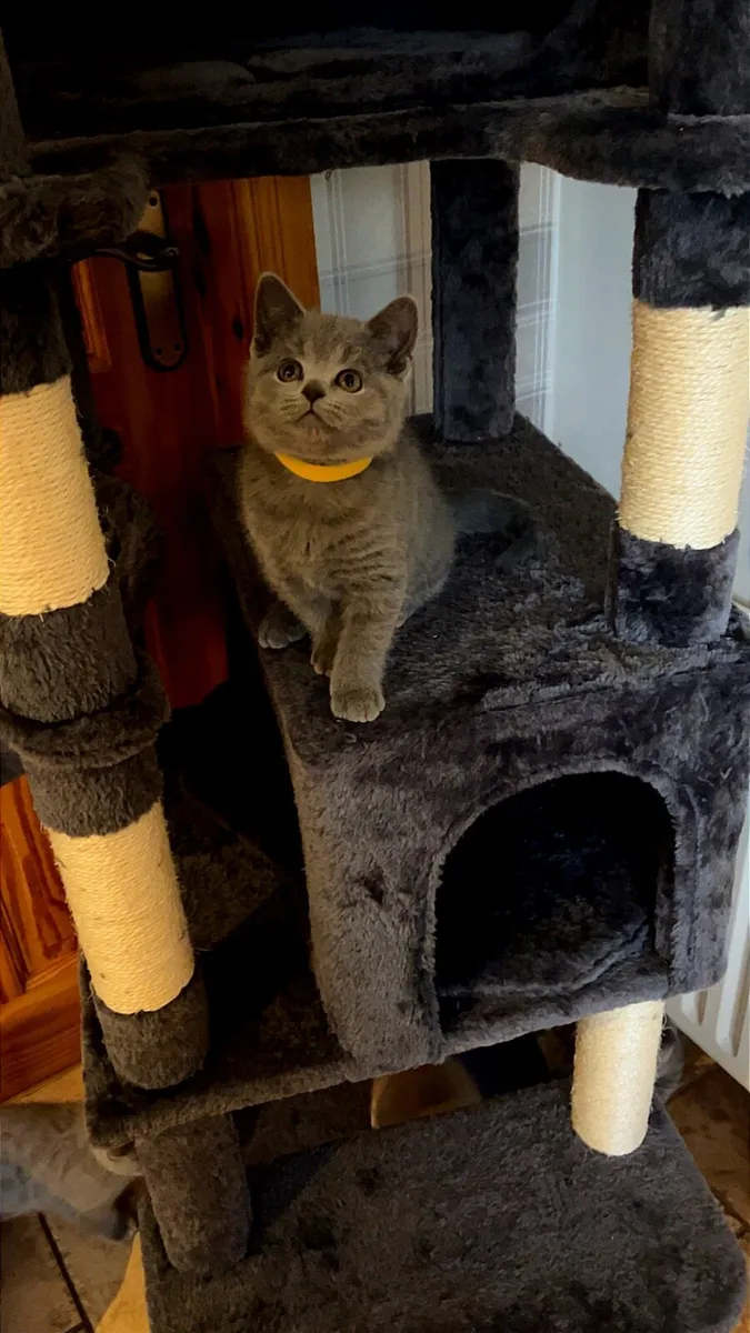 British shorthair kittens - Image 1