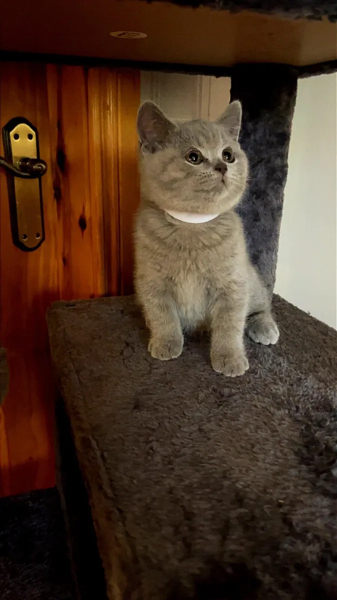 British shorthair kittens - Image 2