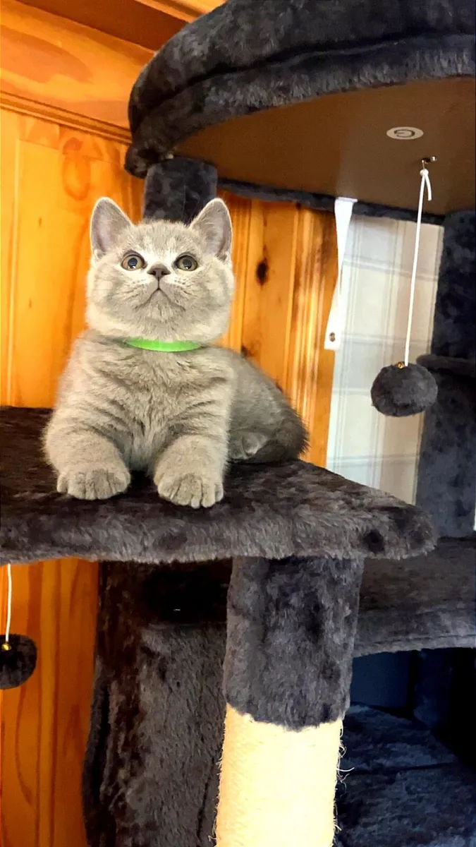 British shorthair kittens - Image 3