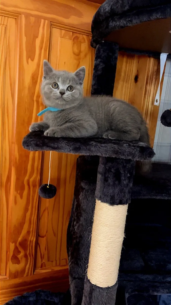 British shorthair kittens - Image 4