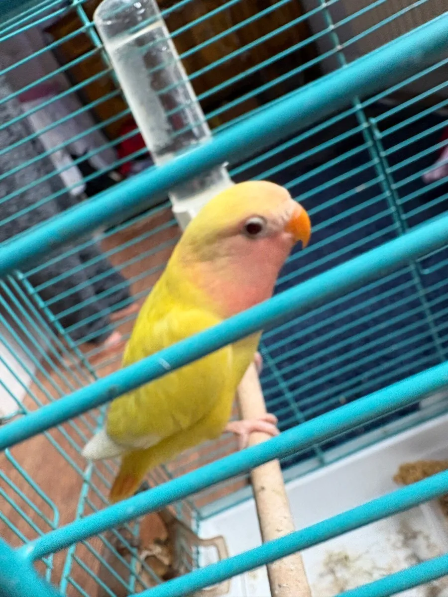 Lovebird and an African grey - Image 3