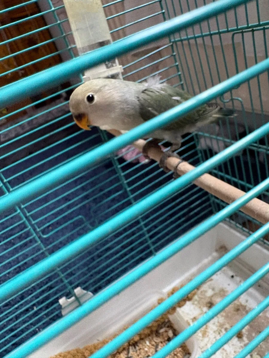 Lovebird and an African grey - Image 4