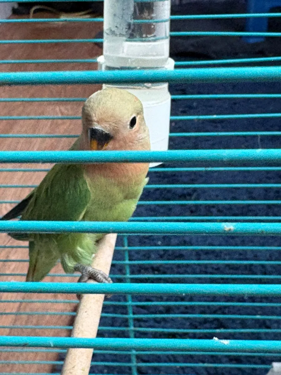 Lovebird and an African grey - Image 4