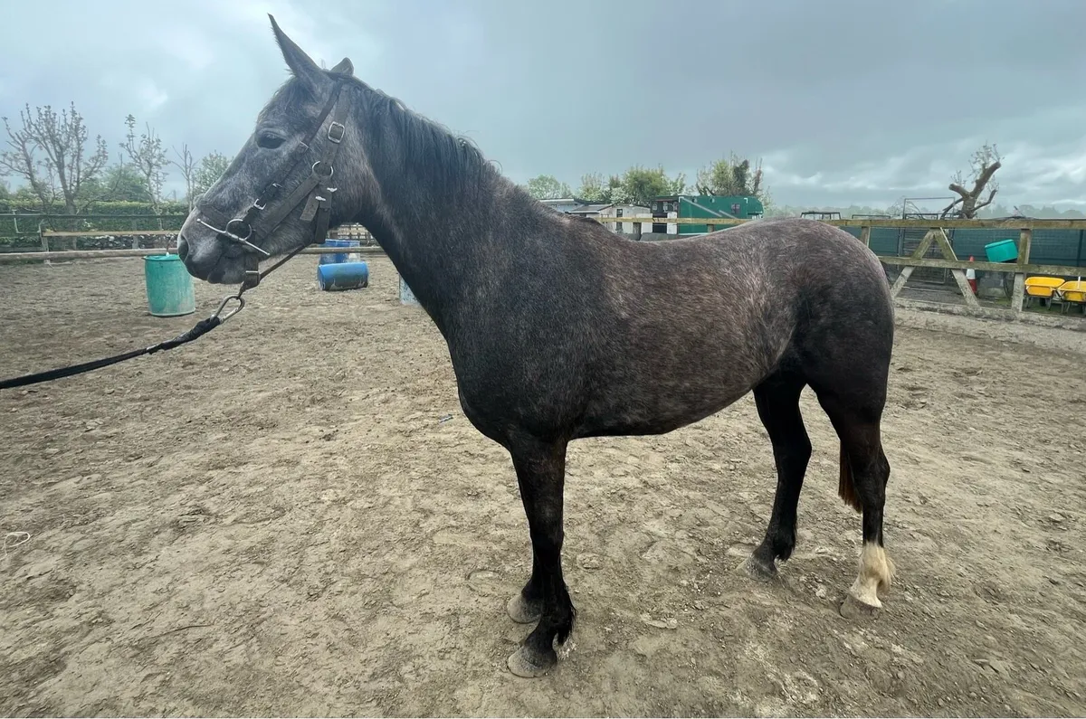 4yo ISH by Cloonee Silver - Image 1