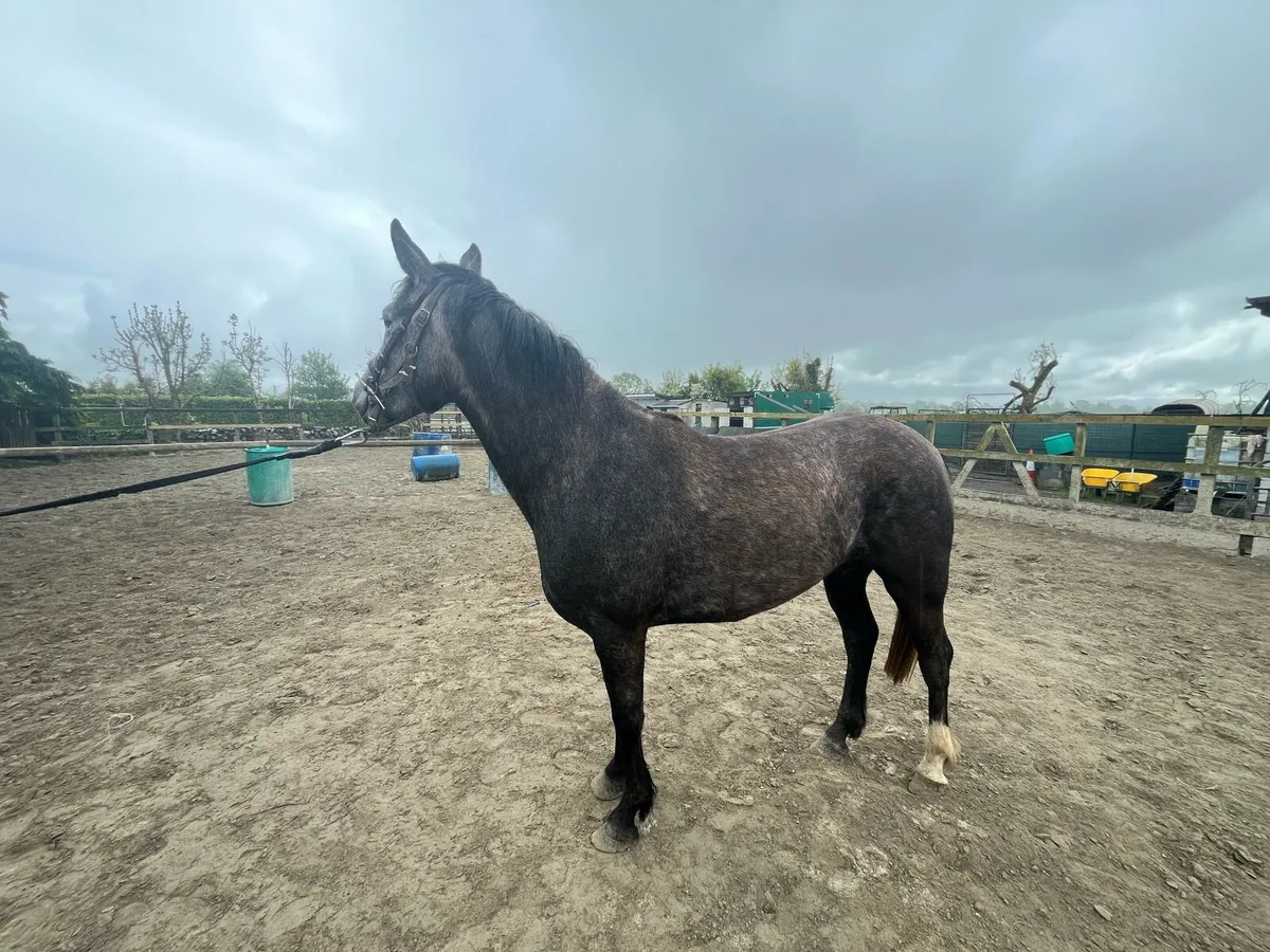 4yo ISH by Cloonee Silver - Image 2