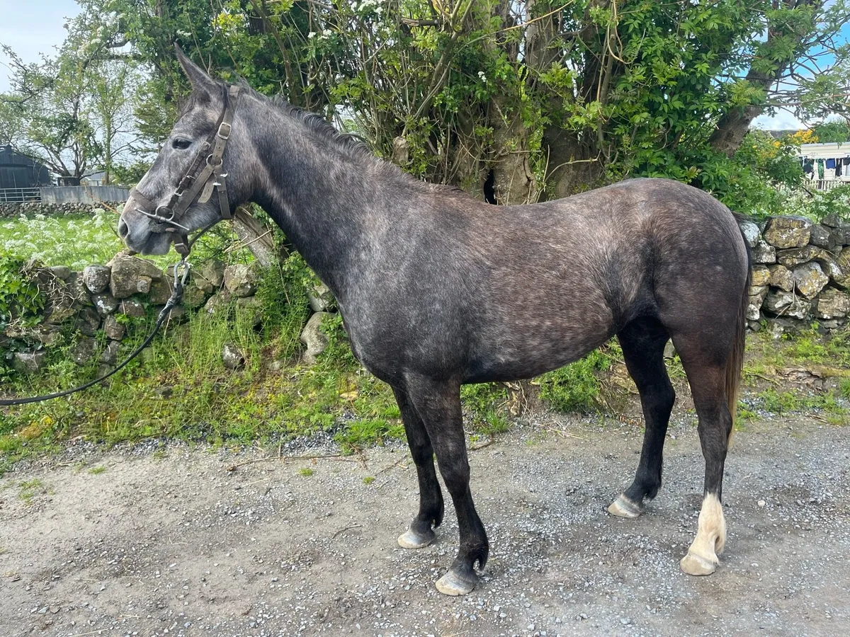 4yo ISH by Cloonee Silver - Image 3