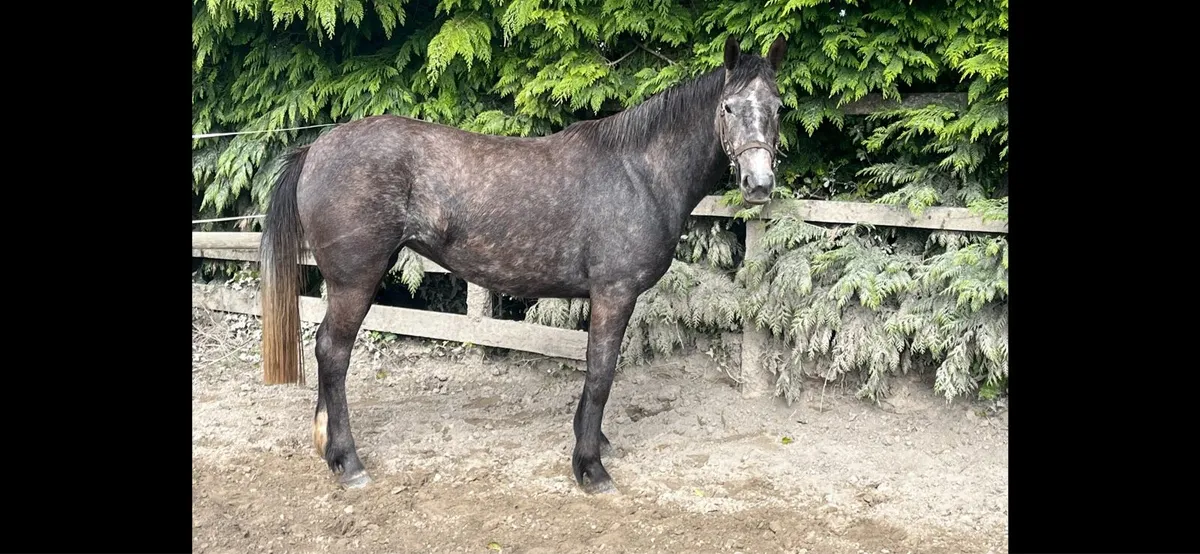 4yo ISH by Cloonee Silver - Image 4