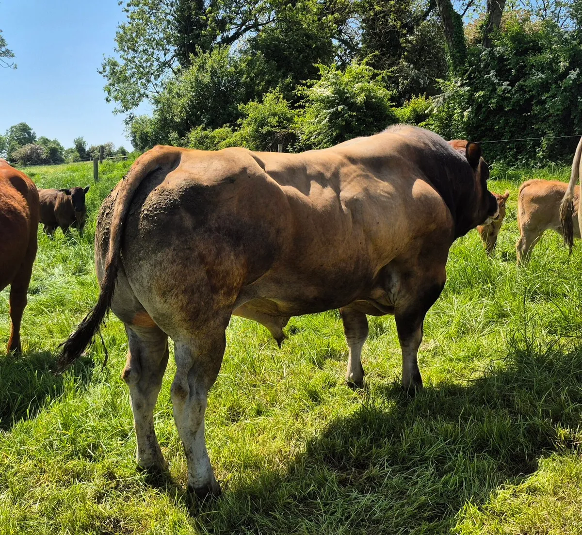 PBNR PARTHENAISE BULL - Image 1