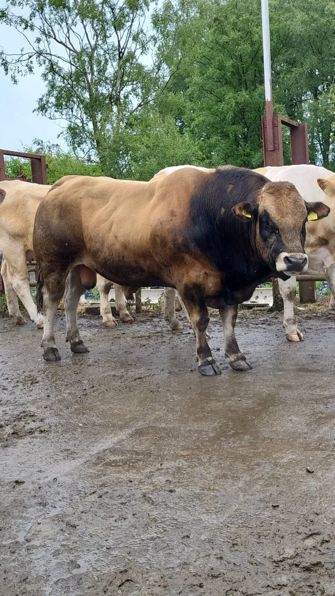 PBNR PARTHENAISE BULL - Image 2