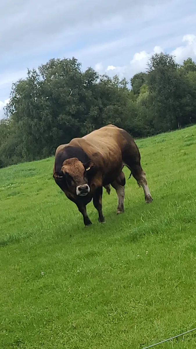 PBNR PARTHENAISE BULL - Image 3