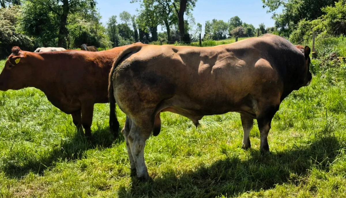 PBNR PARTHENAISE BULL - Image 4