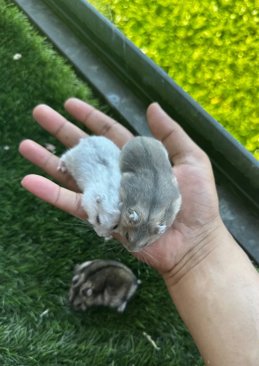 Hamster - Image 1