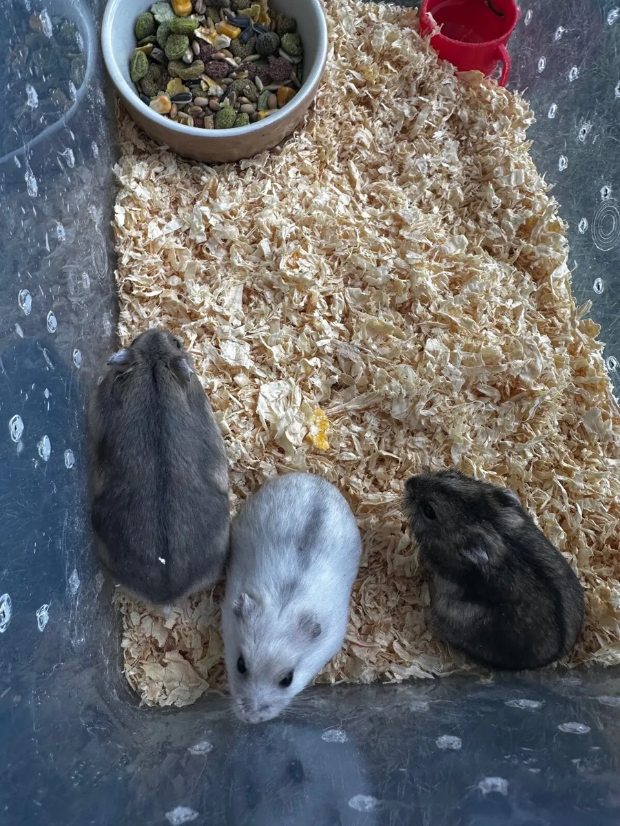 Hamster - Image 2