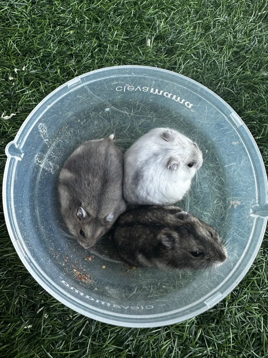 Hamster - Image 3