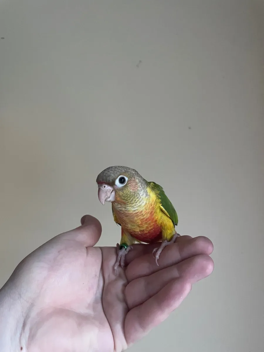 Hand reared conures, rainbow lori,rock pebblers - Image 3