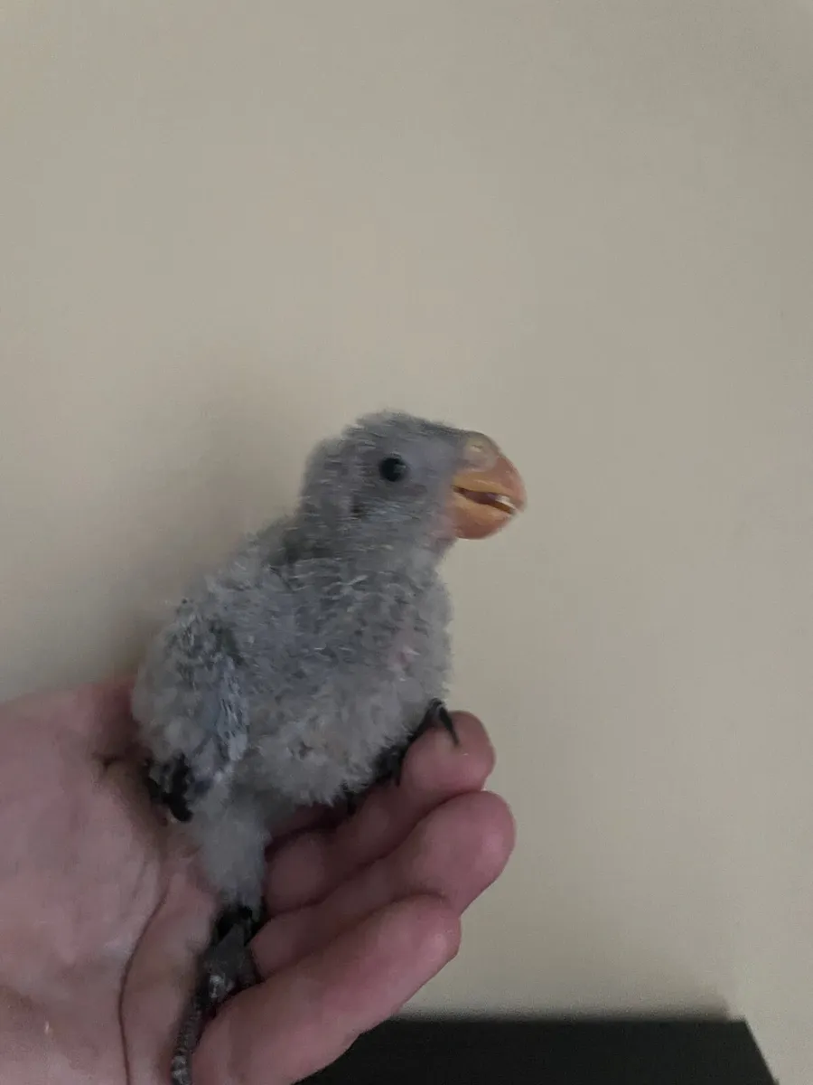 Hand reared conures, rainbow lori,rock pebblers - Image 4