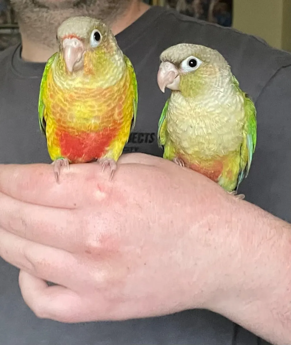 Hand reared conures, rainbow lori,rock pebblers - Image 1