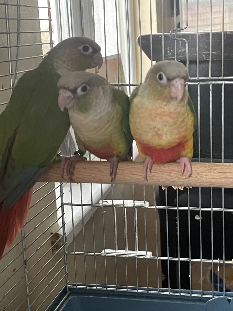 Hand reared conures, rainbow lori,rock pebblers - Image 2